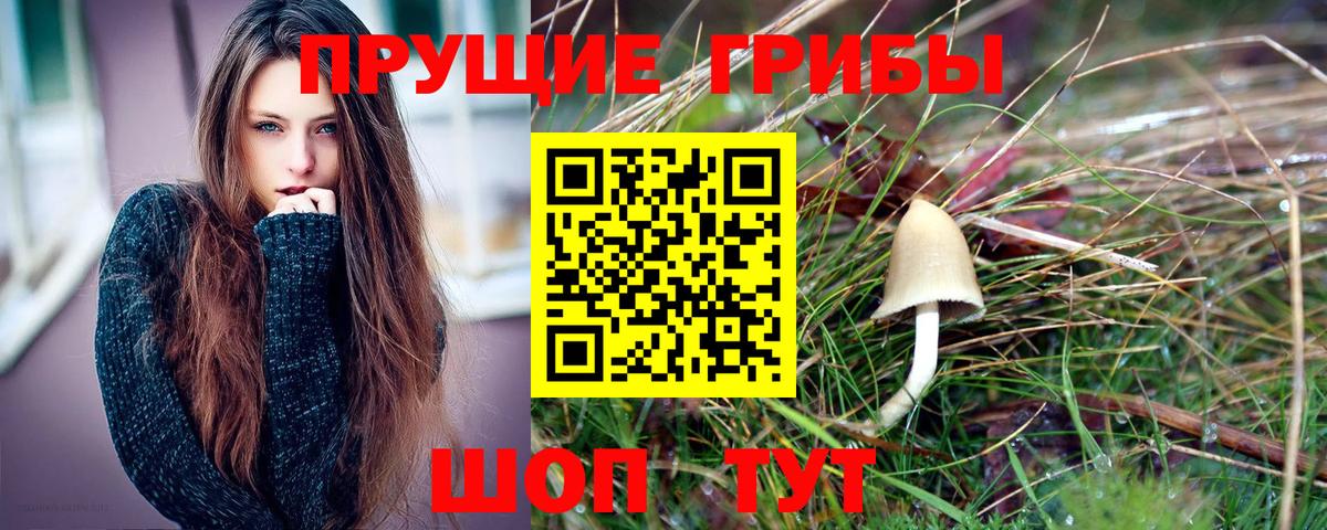 Псилоцибиновые грибы Psilocybine cubensis Саратов